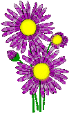 Asters